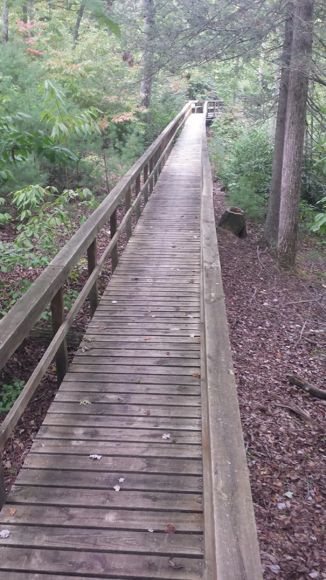 Long wood walkway with handrails built through the woods in Temple Hills